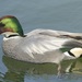 Falcated Duck - Photo (c) David Tan, some rights reserved (CC BY-NC), uploaded by David Tan