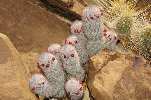 Mammillaria pottsii Scheer ex Salm-Dyck