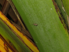 Chalepistes compressus