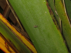 Chalepistes compressus