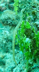 Corythoichthys ocellatus