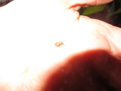 Chalepistes compressus