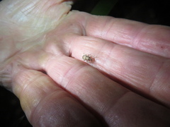 Chalepistes compressus