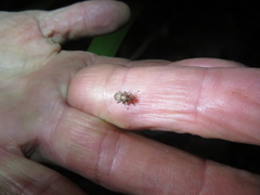 Chalepistes compressus