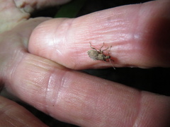 Chalepistes compressus