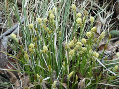 Carex umbrosa pseudosabynensis
