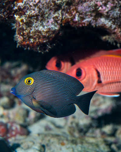 Goldring Surgeonfish