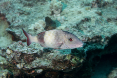 Doublebar Goatfish photo 4
