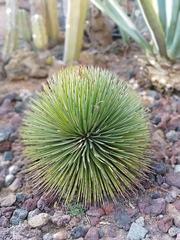 Agave stricta