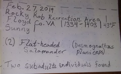 Desmognathus planiceps