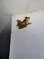 Osteocephalus yasuni