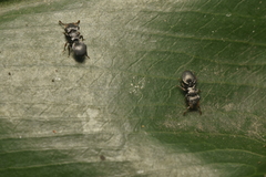 Cephalotes minutus
