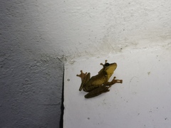 Osteocephalus yasuni