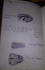 Desmognathus planiceps