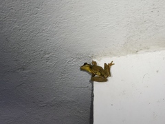 Osteocephalus yasuni