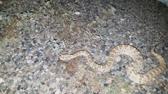 Crotalus enyo