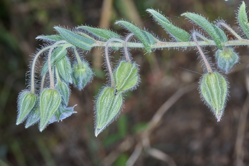 camel bush