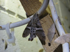 Macroglossum errans