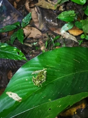 Osteocephalus cabrerai