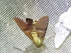 Macroglossum errans