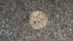 Crotalus enyo