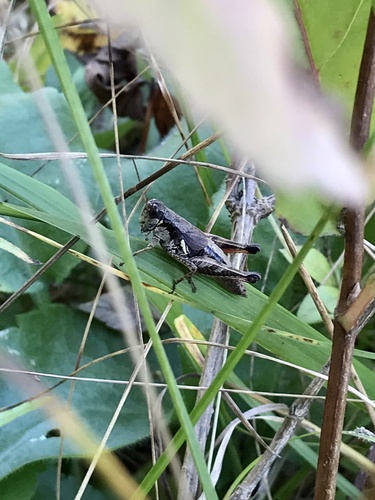 Smith's Short-wing Grasshopper photo 4