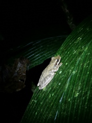 Osteocephalus planiceps
