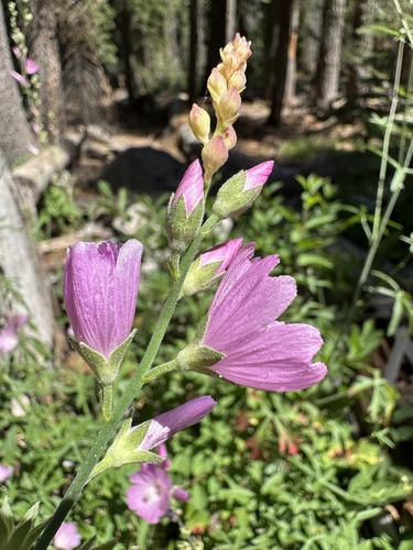 Image of Sidalcea gigantea by (c) Matt Berger, some rights reserved (CC BY)