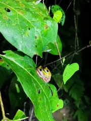 Dendropsophus triangulum