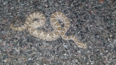 Crotalus enyo