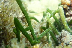 Caulerpa simpliciuscula