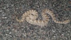 Crotalus enyo