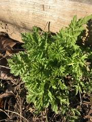 Artemisia vulgaris