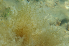 Ectocarpales