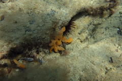 Callyspongia