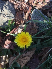 Taraxacum officinale