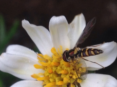 Allograpta hortensis