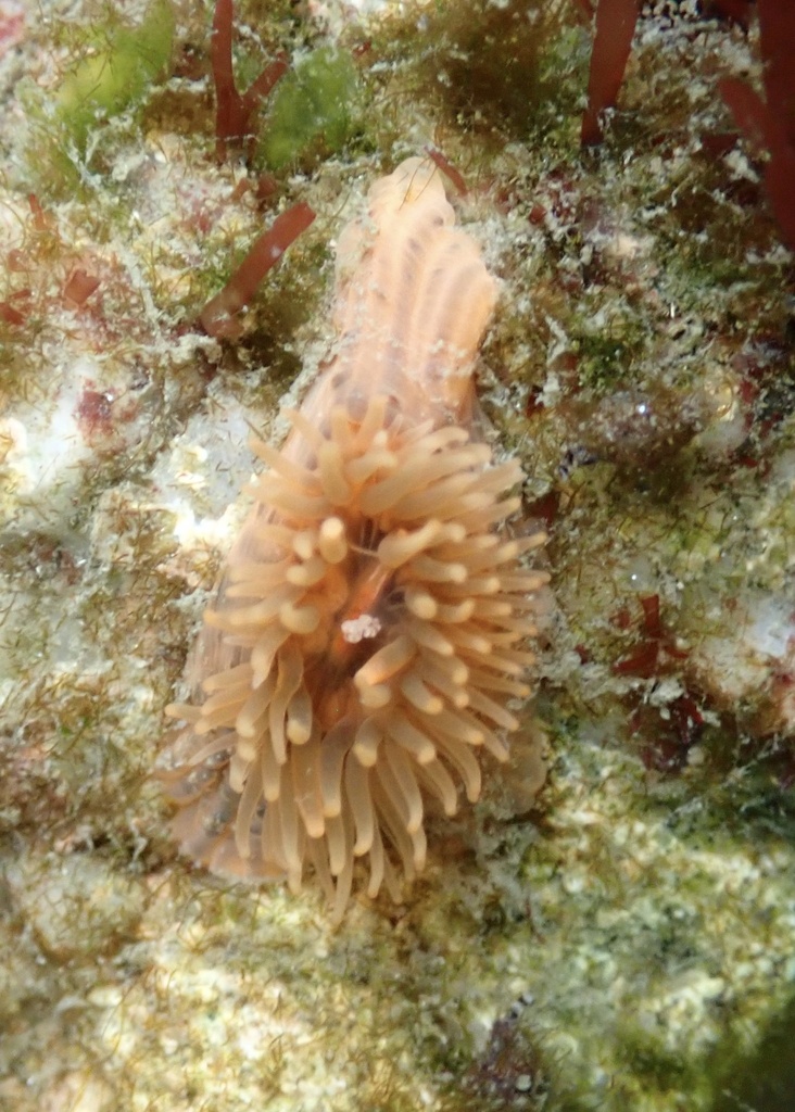 white anemone