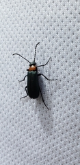 Lytta crotchii