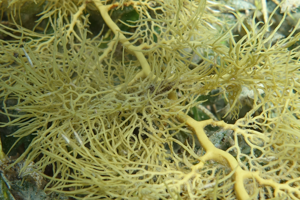 Cystophora subfarcinata