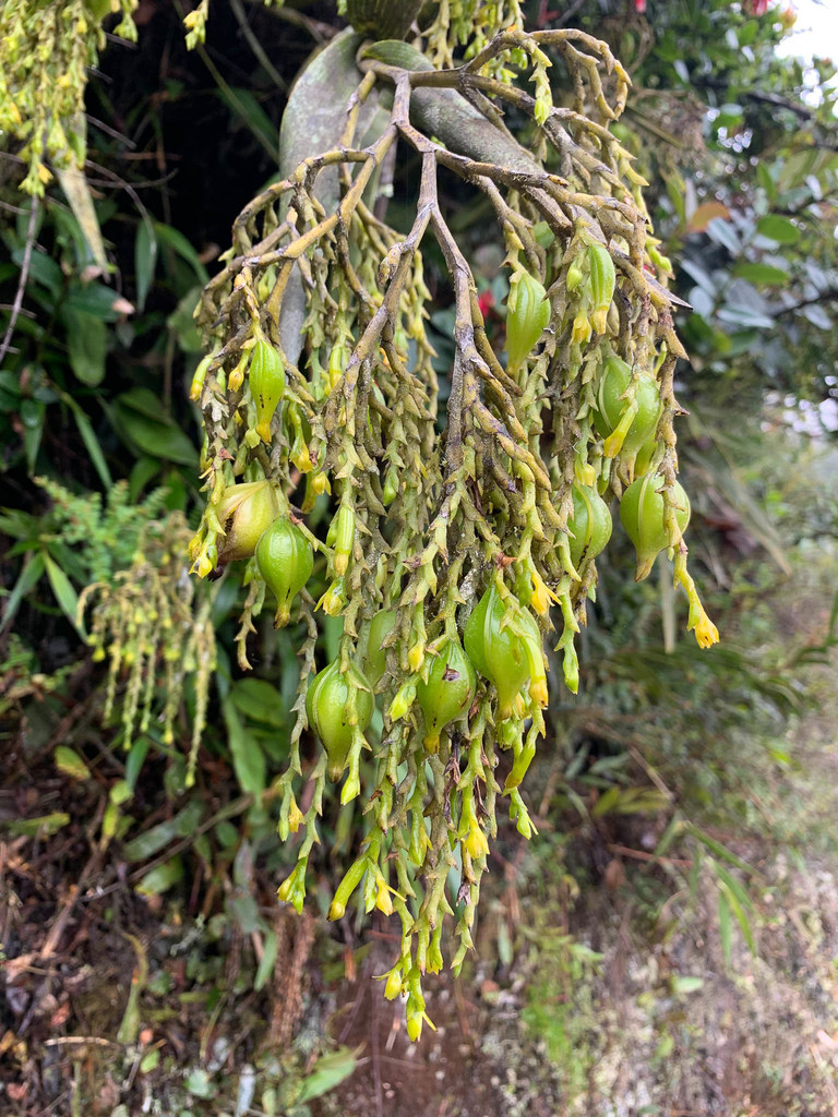 Epidendrum frutex