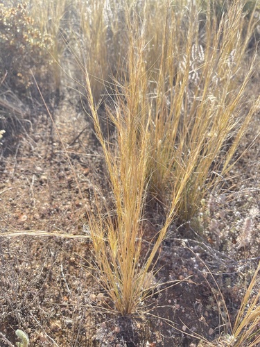Balcarra Grass (Austrostipa nitida)