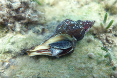 Australaria australasia