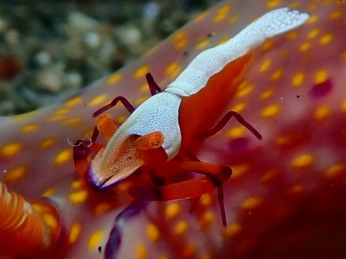 Zenopontonia rex