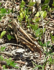 Schistocerca americana