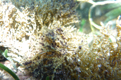 Zonaria spiralis