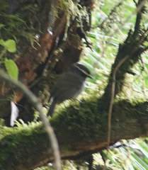 Silvicultrix frontalis