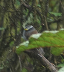 Silvicultrix frontalis