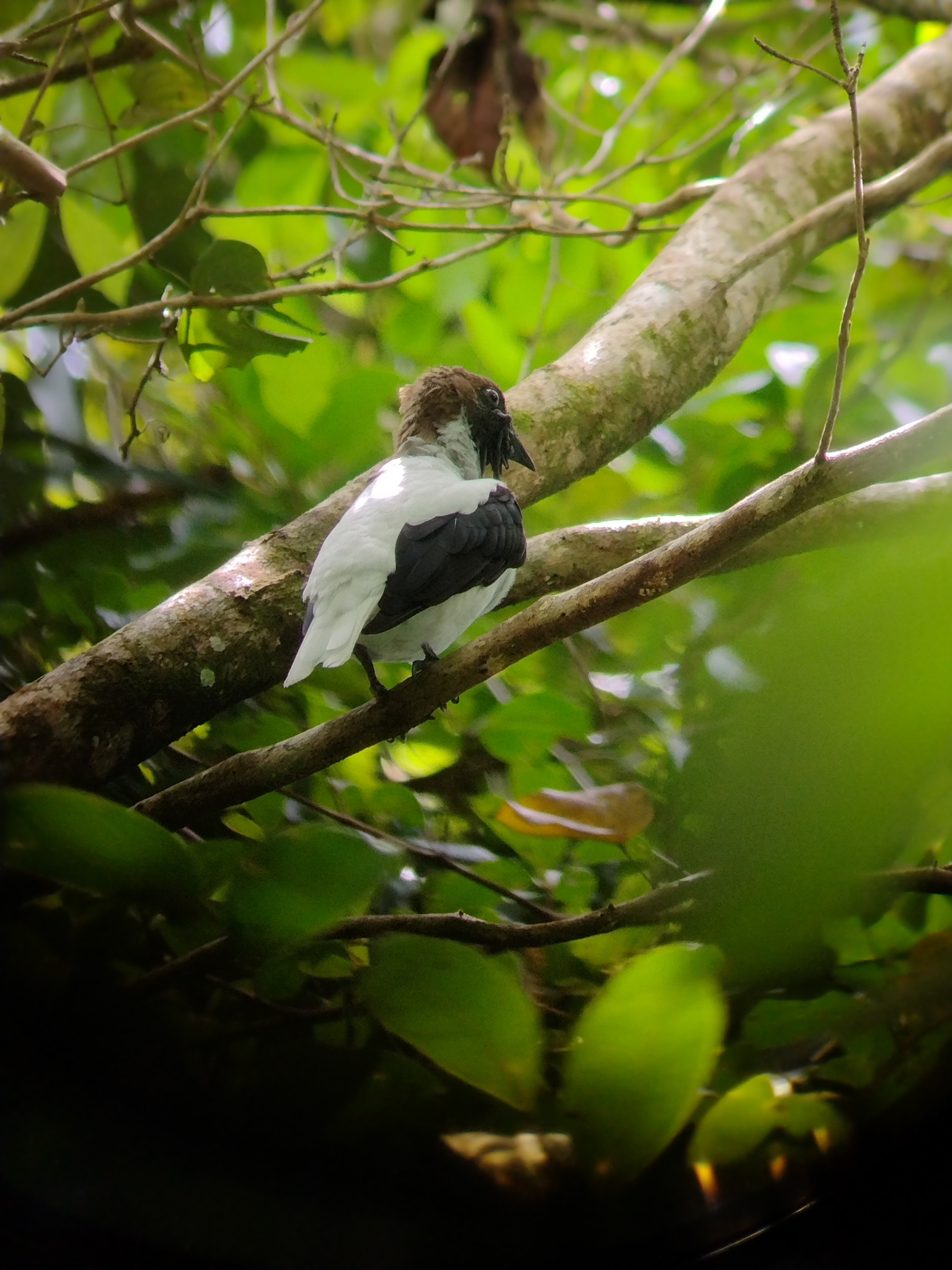 Bearded Bellbird (Procnias averano), photo 7