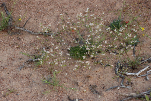 Image of Pharnaceum confertum by (c) Tony Rebelo, some rights reserved (CC BY-SA)